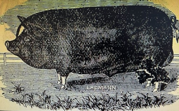 Berkshire Pig