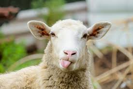 Sheep can see behind them without turning their head but cannot see directly in front of their noses.Their fleece will grow forever, and their pupils are rectangular 