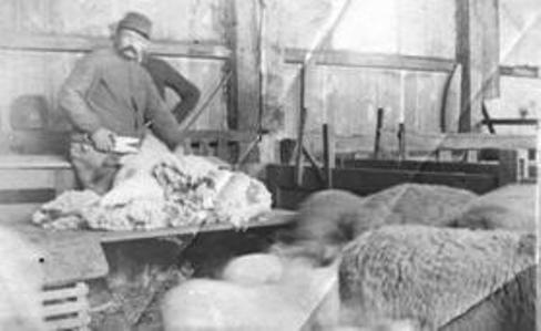 A Man Shearing Sheep